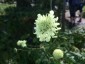 Cephalaria gigantea - small image 1