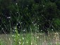 Cephalaria transylvanica - small image 1