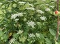 Chaerophyllum azoricum - small image 1