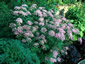 Chaerophyllum hirsutum 'Roseum' - small image 1