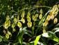 Chasmanthium latifolium - small image 1