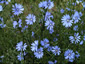 Chicory, Cichorium intybus - small image 1
