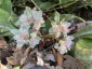 Chrysosplenium macrophyllum - small image 1