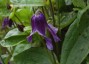 Clematis integrifolia - small image 1