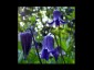 Clematis integrifolia 'Blue Ribbons' - small image 1