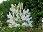 Cleome spinosa 'Alba' ('Helen Campbell') - small image 1