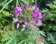 Cleome spinosa 'Violet Queen' - small image 1