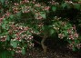 Clerodendrum trichotomum AGM - small image 1