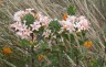 Collomia grandiflora - small image 1
