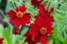Coreopsis tinctoria 'Red River Valley' - small image 1