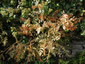 Corydalis ophiocarpa - small image 1