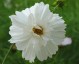 Cosmos bipinnatus 'Psyche White' - small image 1