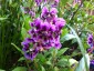 Cuphea 'Lilac Belle' - small image 1