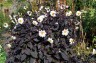 Dahlia ex 'Twynings After Eight' - small image 1