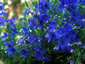 Delphinium grandiflorum 'Blue Butterfly' - small image 1