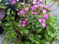 Dianthus japonicus - small image 1