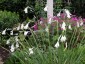 Dierama pulcherrimum white - small image 1