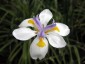 Dietes iridioides - small image 1