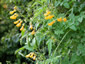 Eccremocarpus scaber 'Tangerine' - small image 1