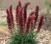 Echium amoenum 'Red Feathers' - small image 1