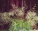 Eragrostis elliottii - small image 1