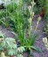 Eryngium agavifolium - small image 1