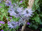 Eryngium alpinum 'Blue Star' - small image 1