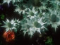 Eryngium giganteum - small image 1
