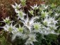 Eryngium giganteum 'Silver Ghost' - small image 1