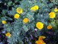 Eschscholzia californica coastal form - small image 1