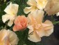 Eschscholzia californica 'Peach Sorbet' - small image 1