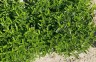 Euonymus japonicus 'Microphyllus' - small image 1