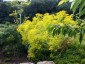 Euphorbia ceratocarpa - small image 1