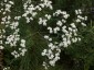 Euphorbia corollata - small image 1