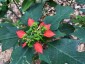 Euphorbia cyathophora - small image 1