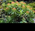 Euphorbia mellifera - small image 1