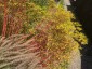 Euphorbia stricta - small image 1