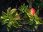 Euphorbia stygiana - small image 1