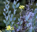 Fibigia clypeata - small image 1
