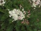 Filipendula vulgaris - small image 1