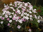 Geranium maderense 'Alba' - small image 1