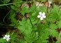 Geranium robertianum 'Celtic White' - small image 1