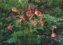 Geum 'Bell Bank' - small image 1