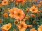 Geum 'Totally Tangerine' - small image 1