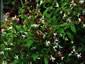 Gillenia trifoliata AGM - small image 1