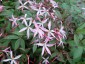Gillenia trifoliata 'Pink Profusion' - small image 1