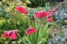 Gladiolus ex papilio 'Ruby' - small image 1
