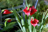 Gladiolus flanaganii - small image 1