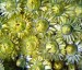 Helichrysum bracteatum 'King Size Frosted Sulphur' - small image 1