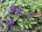 Heliotrope 'Midnight Sky' - small image 1